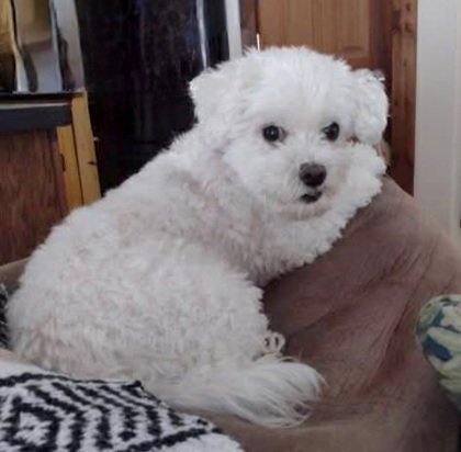 BOO (6978) - Maltese available for adoption