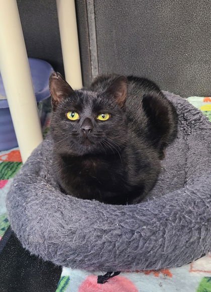 6917 (JOY) - Domestic Short Hair available for adoption