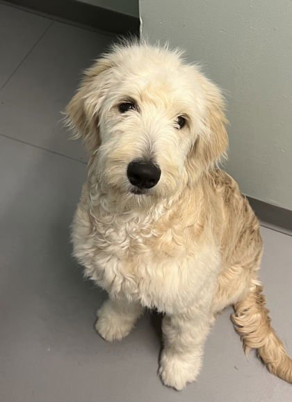 MARK (6928) - Golden Retriever / Poodle (Standard) available for adoption