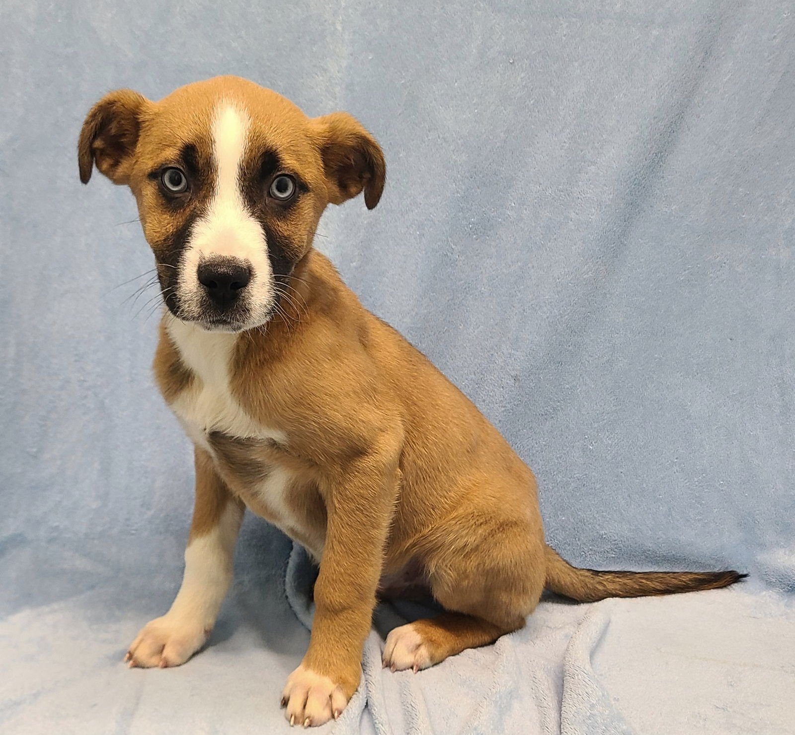 GOOSE (6879) - Australian Shepherd available for adoption