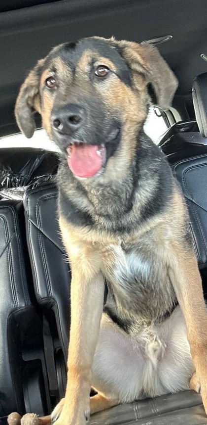 BANDIT (6960) - Shepherd / Golden Retriever available for adoption