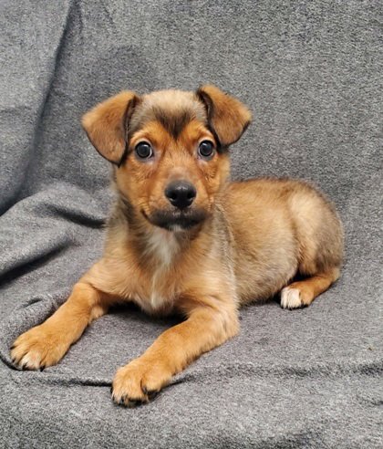 MARSHALL (6957) - Australian Shepherd / Australian Cattle Dog/Blue Heeler available for adoption