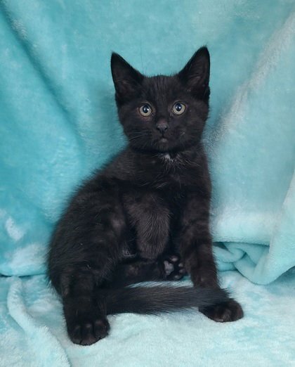 7052 (INKEY) - Domestic Short Hair available for adoption