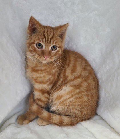 6925 (GARNET) - Domestic Short Hair available for adoption