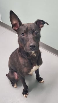 Dobby (6973) - Photo 1