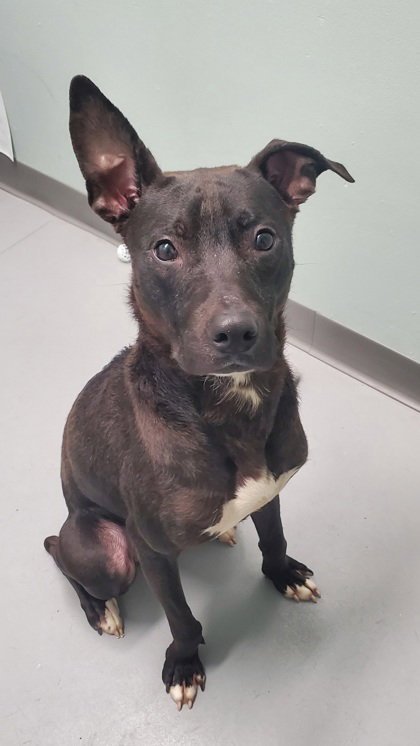 DOBBY (6973) - Pit Bull Terrier available for adoption