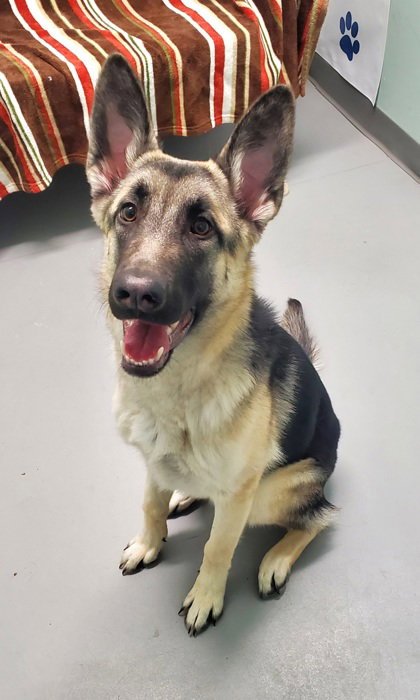 LUX (6982) - Shepherd / Labrador Retriever available for adoption