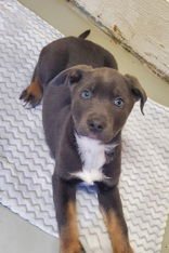 COBY (6902) - Labrador Retriever / Shepherd available for adoption