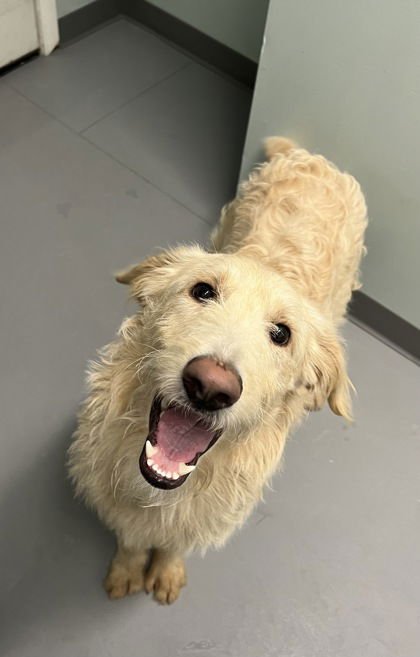 ROWDY (6944) - Golden Retriever / Poodle (Standard) available for adoption