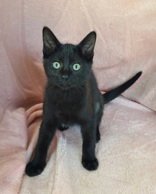 7054 (RAYNA) - Domestic Short Hair available for adoption