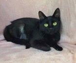 7002 (REMI) - Domestic Short Hair available for adoption