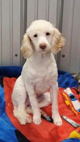 COOPER (6949) - Poodle (Miniature) available for adoption