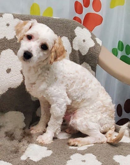 ZURI (6935) - Maltese / Poodle (Miniature) available for adoption