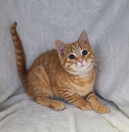 6924 (CITRINE) - Domestic Short Hair available for adoption