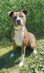 BUDDY (7065) - Pit Bull Terrier available for adoption