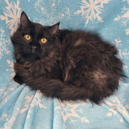 6881 (ORION) - Domestic Long Hair available for adoption