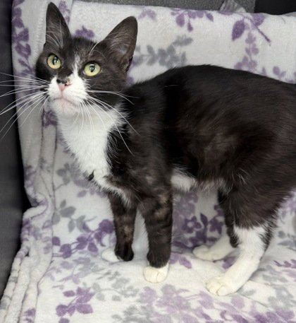 7027 (WILMA) - Tuxedo available for adoption