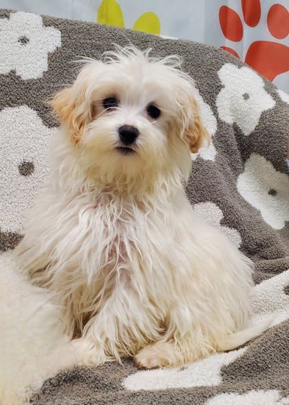 BELA (6932) - Maltese / Bichon Frise available for adoption