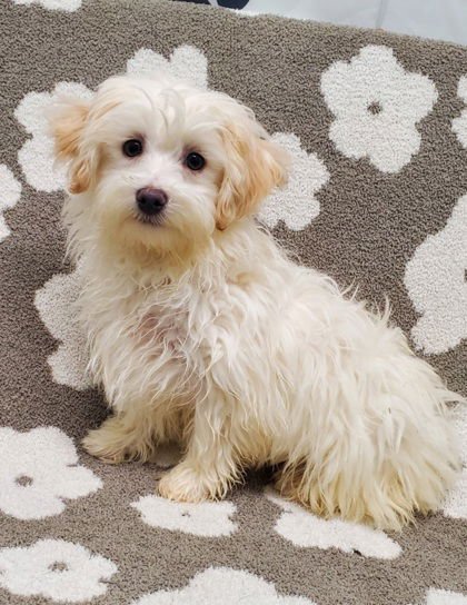 BLANC (6933) - Maltese / Bichon Frise available for adoption