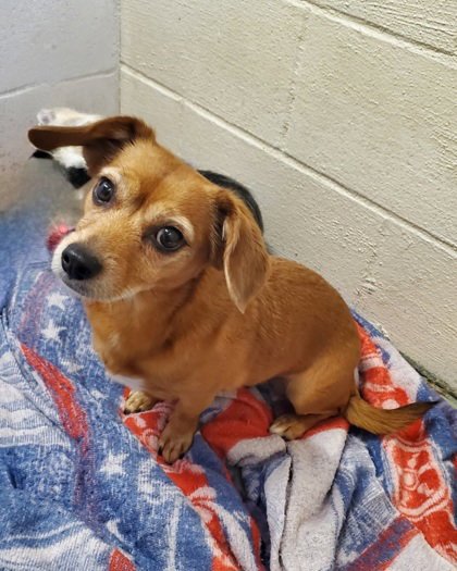 LILY (7039) - Dachshund available for adoption