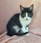 7059 (SAGE) - Domestic Short Hair available for adoption