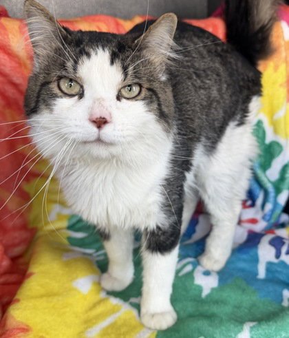 7006 (KEVIN) - Domestic Long Hair available for adoption