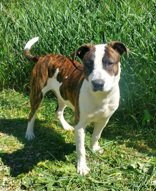 Doofy (7075) - Photo 1