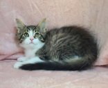 7058 (Smudge) - Photo 1