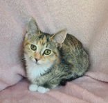 7028 (PEBBLES) - Torbie available for adoption