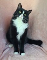 7080 (COLONEL) - Domestic Medium Hair available for adoption