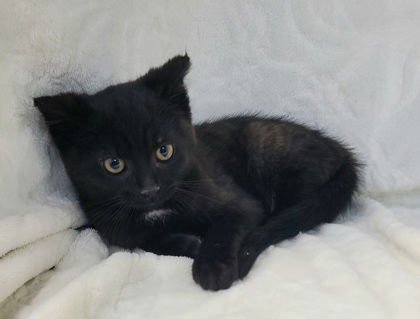 6922 (DIAMOND) - Domestic Short Hair available for adoption