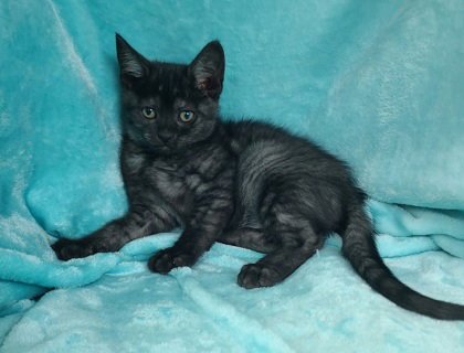 7060 (SMOKE) - Domestic Short Hair available for adoption