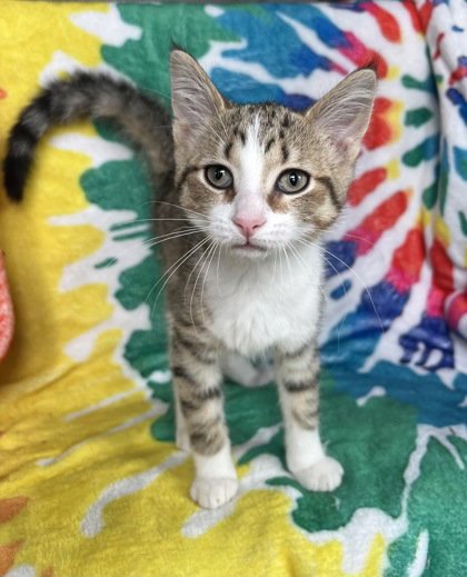 6979 (MINNIE) - Domestic Short Hair available for adoption