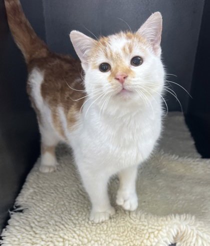 6977 (BEAN SALAD) - Domestic Short Hair available for adoption