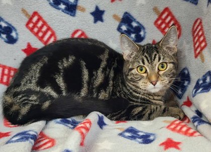 6900 (DARCY) - Domestic Short Hair available for adoption