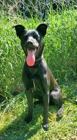 SPRINGER (7074) - Labrador Retriever available for adoption