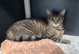 7000 (ZOEY) - Domestic Short Hair available for adoption