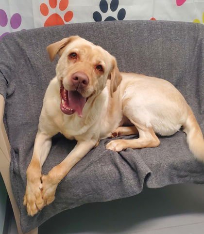 INDIE (6963) - Labrador Retriever available for adoption