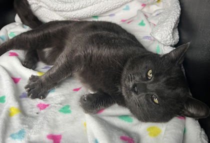 6962 (CHIP) - Russian Blue available for adoption