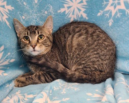 6866 (FLASH) - Domestic Short Hair available for adoption