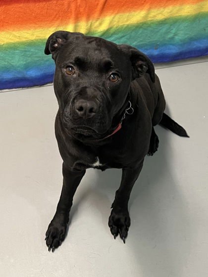 VIOLA (6918) - Labrador Retriever available for adoption