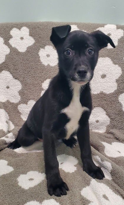 FERN (6903) - Labrador Retriever available for adoption