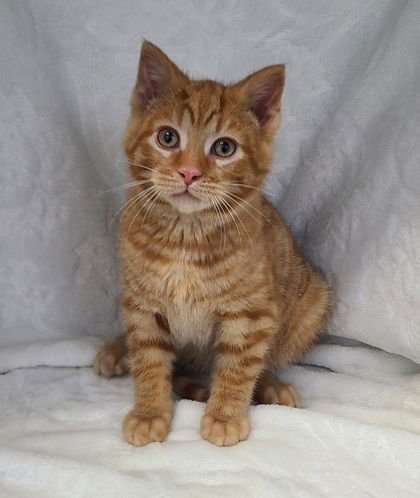 6923 (TOPAZ) - Domestic Short Hair available for adoption