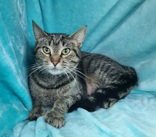 7001 (Ivy) Image