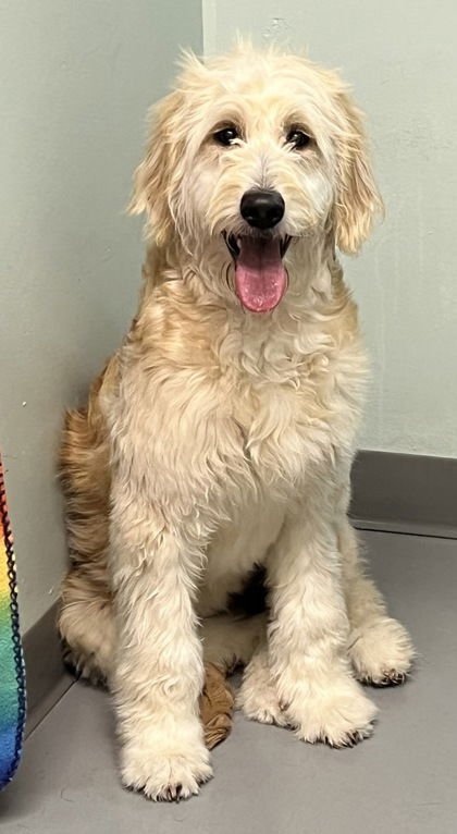 VIOLET (6929) - Golden Retriever / Poodle (Miniature) available for adoption