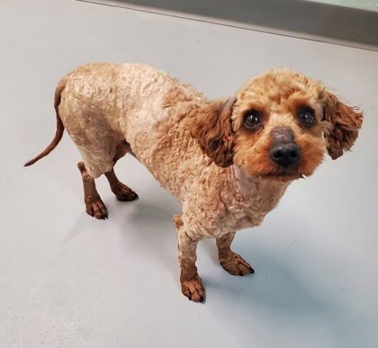 GUS (7021) - Poodle (Miniature) available for adoption