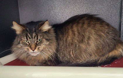 6936 (DUSTY) - Domestic Long Hair available for adoption