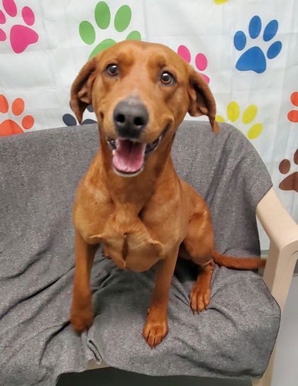 MOSSY (6965) - Redbone Coonhound available for adoption