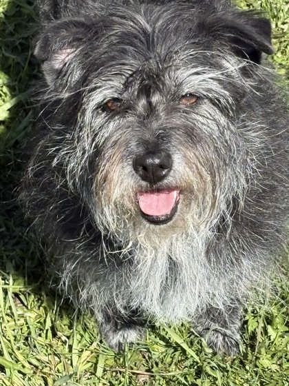VIVIAN (7013) - Schnauzer / Poodle (Miniature) available for adoption