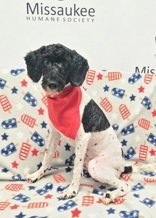 MAX (7046) - Poodle (Miniature) available for adoption
